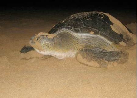 tortuga.jpg