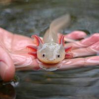 El agua de Xochimilco está tan contaminada que ya acabó con casi todos los ajolotes: la clave para salvarlos está en el lugar menos pensado