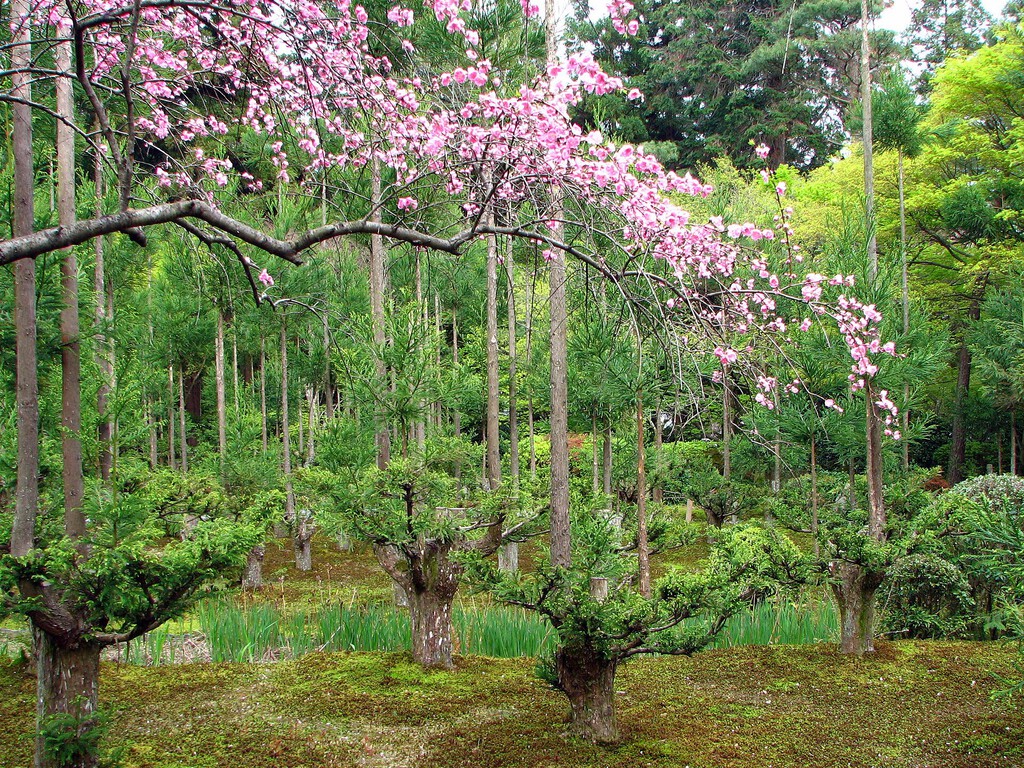 Si la pregunta es si se puede obtener madera de calidad sin talar un solo árbol, la respuesta es sí y está en Japón: "daisugi"