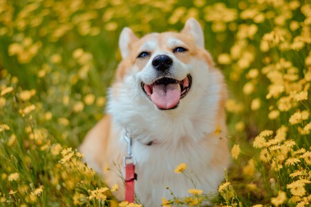 Perro entre flores