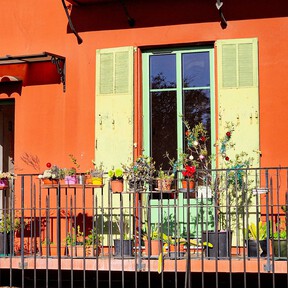 Aldi lanza mañana, miércoles 9 de septiembre, la suculenta que florece con el final del verano: ideal para llenar tu terraza de color por 2,50