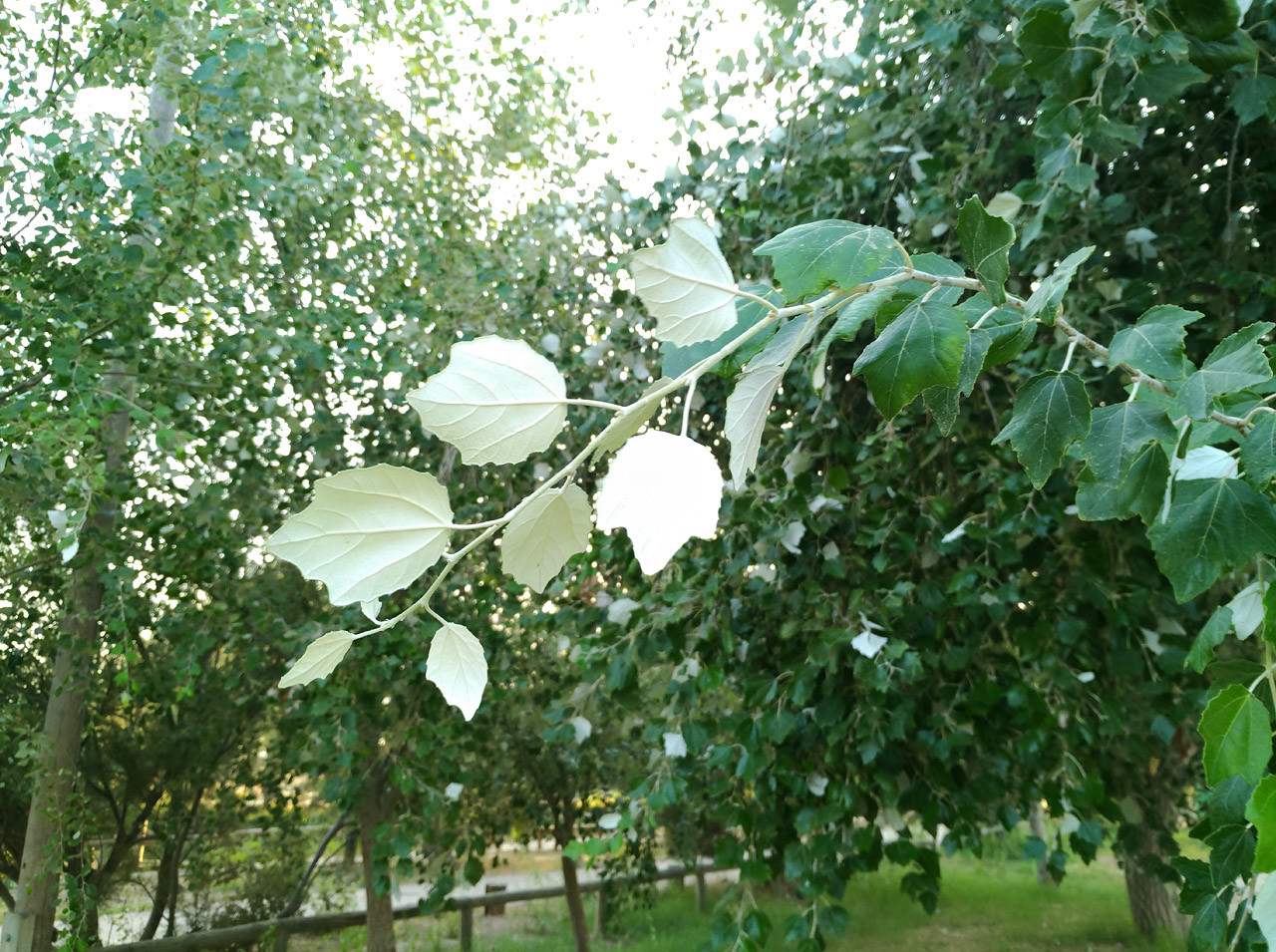 Foto de ASUS ZenFone AR (26/34)