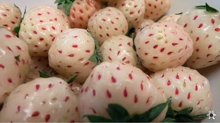 morango branco