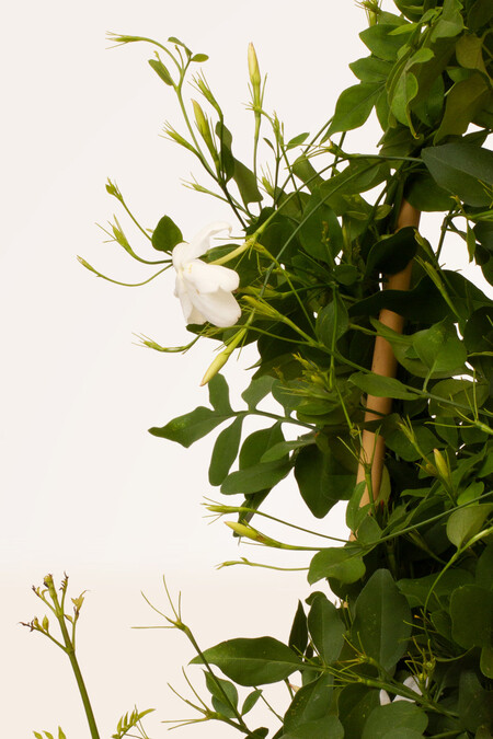 Jazmin 22o Detalle1 Plantas De Exterior 3e3e25bc 31ae 4098 8986 606e3b95aaba 1024x