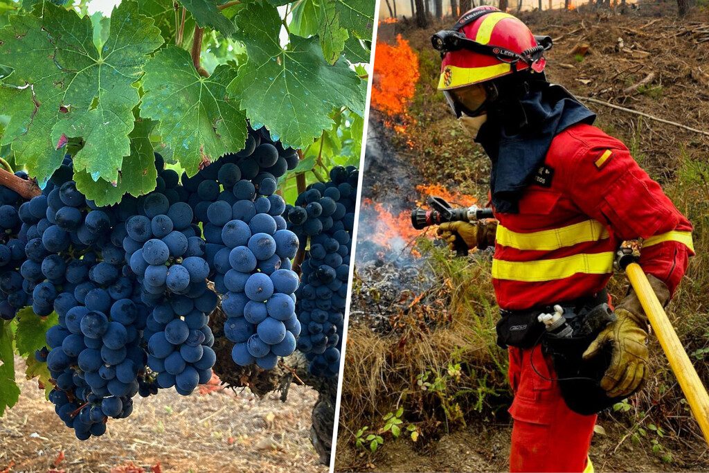 Ourense lleva días soportando una terrible ola de incendios. Ahora suma otro drama: su impacto en el vino