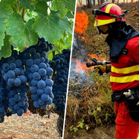 Los vinos de Ourense se habían convertido poco a poco en un gran reclamo de la provincia. Hasta que llegaron los incendios