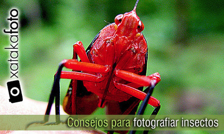 Consejos para hacer fotografía macro de insectos (I)