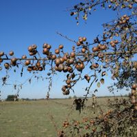 Hemos protegido tanto a Doñana que estamos consiguiendo lo contrario de lo que nos propusimos: acabar sus árboles silvestres