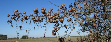 Hemos protegido tanto a Doñana que estamos consiguiendo lo contrario de lo que nos propusimos: acabar sus árboles silvestres