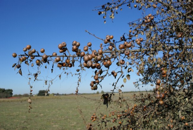Fruiting Iberian Pear 1