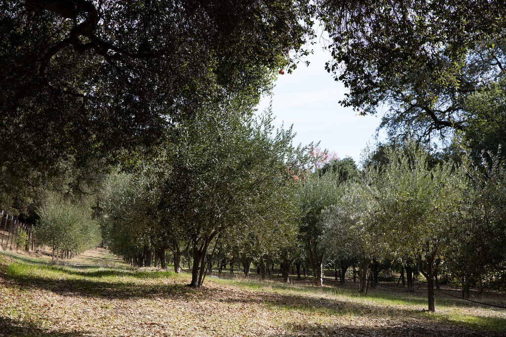 La loca idea de plantar hectáreas de olivo de regadío en Almería: la agricultura española está llegando a su momento de la verdad 