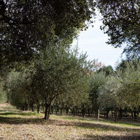 En uno de los rincones más secos de España alguien ha tenido una idea polémica: plantar miles de olivos de regadío