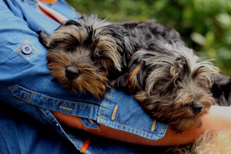 Yorkies