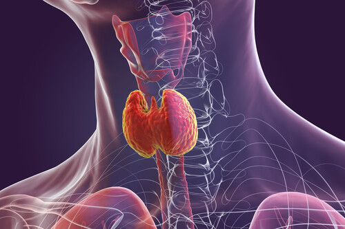 Tireoide | Fonte: Getty Images
