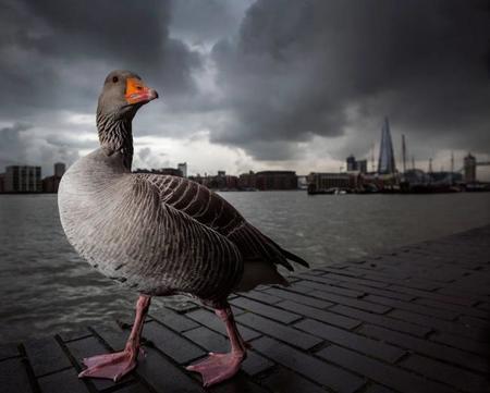 British WildLife Photography 2014, ya se conocen los ganadores