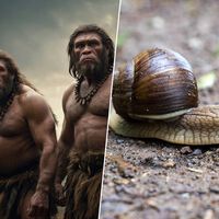 Hace 115.000 años, los neandertales ya estaban obsesionados con la 'cocina de temporada'. Las pruebas están en una cueva de Murcia 