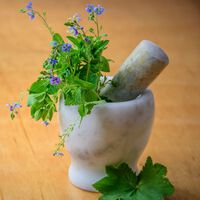 La hierba medicinal que es un remedio 100% natural para bajar la hinchazón abdominal 