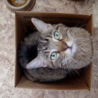100 anos após o nascimento da mecânica quântica, o Prêmio Nobel foi concedido às pessoas que mataram o gato de Schrödinger 