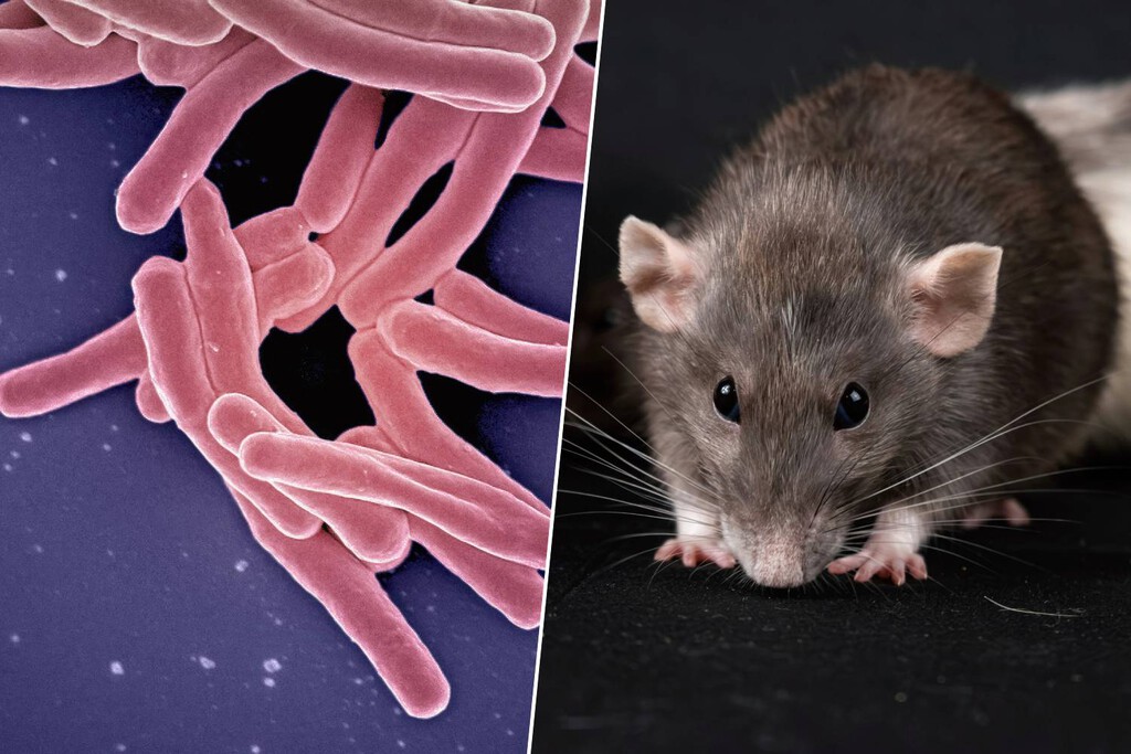 Ratas gigantes contra la tuberculosis: la 'tecnología' animal que está superando a los laboratorios
