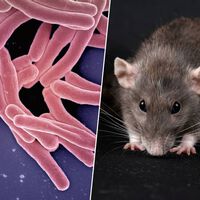 Siglos después, la tuberculosis sigue siendo una enfermedad mortal. Ahora tenemos un atajo para detectarla: ratas