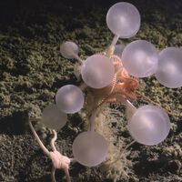 Unos científicos han bajado a las profundidades del Atlántico y han encontrado oro: 30 nuevas y extrañísimas especies