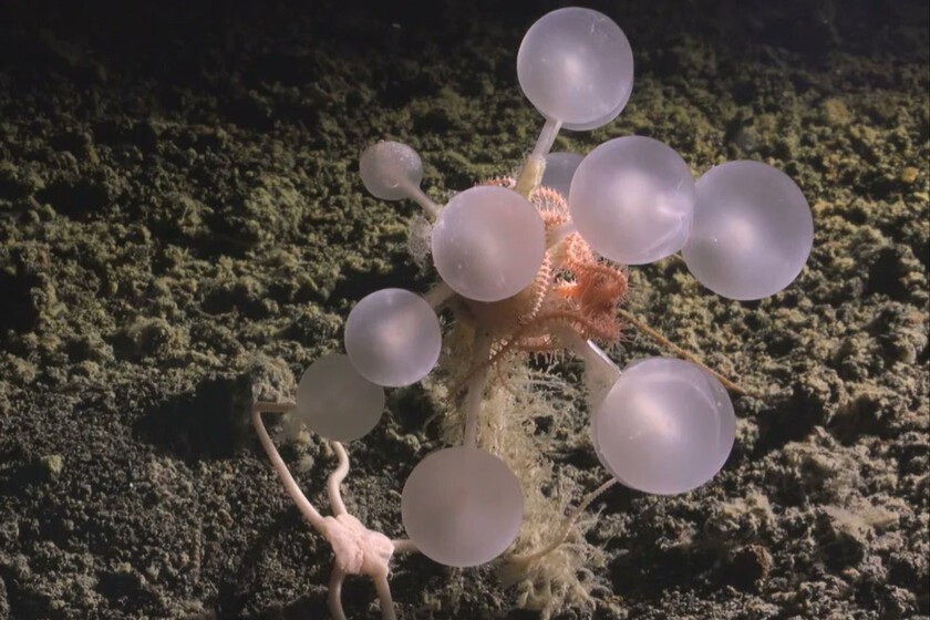 Unos científicos han bajado a las profundidades del Atlántico y han encontrado oro: 30 nuevas y extrañísimas especies