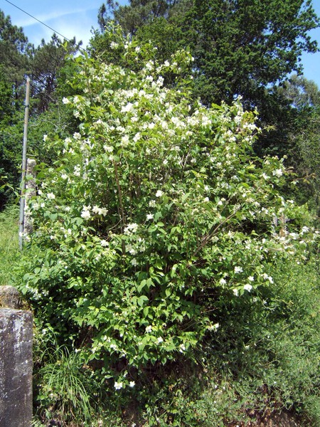 Philadelphus Coronarius 1
