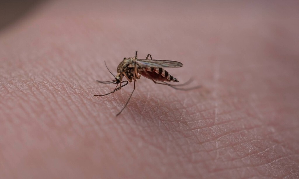 Adiós a las picaduras de mosquitos: este es el dispositivo barato que está triunfando este verano