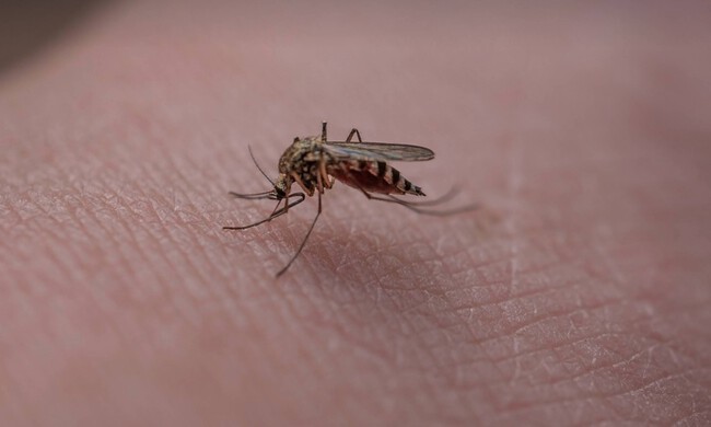 mosquitos