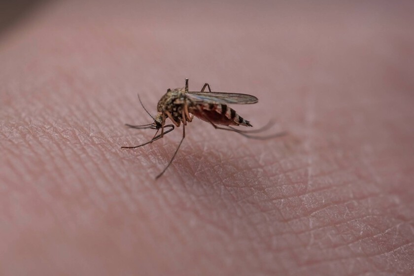 mosquitos