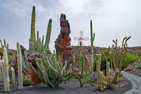 Jardin De Cactus 2442777 1920