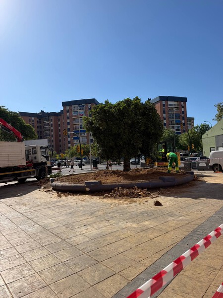 Árbol cortado Málaga