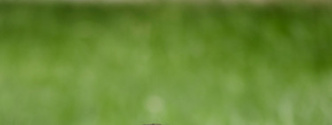 ¿Por qué los niños prefieren los sabores dulces y rechazan los amargos?