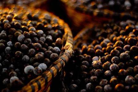 Açai, el antioxidante por excelencia