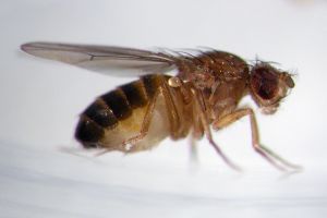 La mosca de la fruta y nuestro sueño