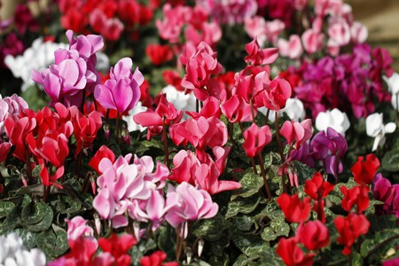 Pexels Mmg Cancelli 11220682