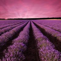 Festival de la lavanda de Brihuega, el festival con el mejor aroma de España