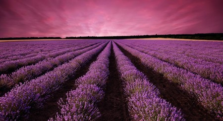 Festival de la lavanda de Brihuega, el festival con el mejor aroma de España