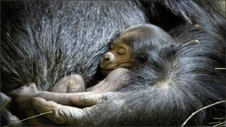Los cachorros humanos