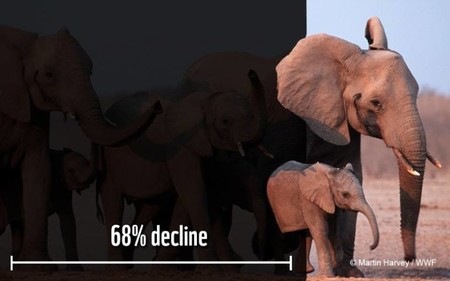 Las poblaciones mundiales de animales han disminuido en promedio dos tercios en menos de medio siglo
