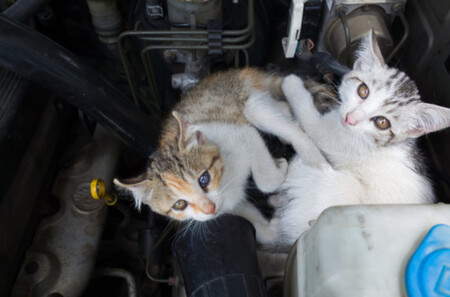Gatos en el vano motor de un coche
