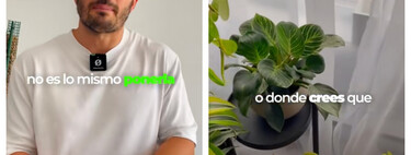 Álvaro Pedrera, experto en plantas : "Si las hojas tienen las puntas secas, no es problema de riego, sino de humedad ambiental" 