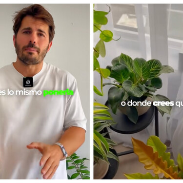 Álvaro Pedrera, experto en plantas : "Si las hojas tienen las puntas secas, no es problema de riego, sino de humedad ambiental" 