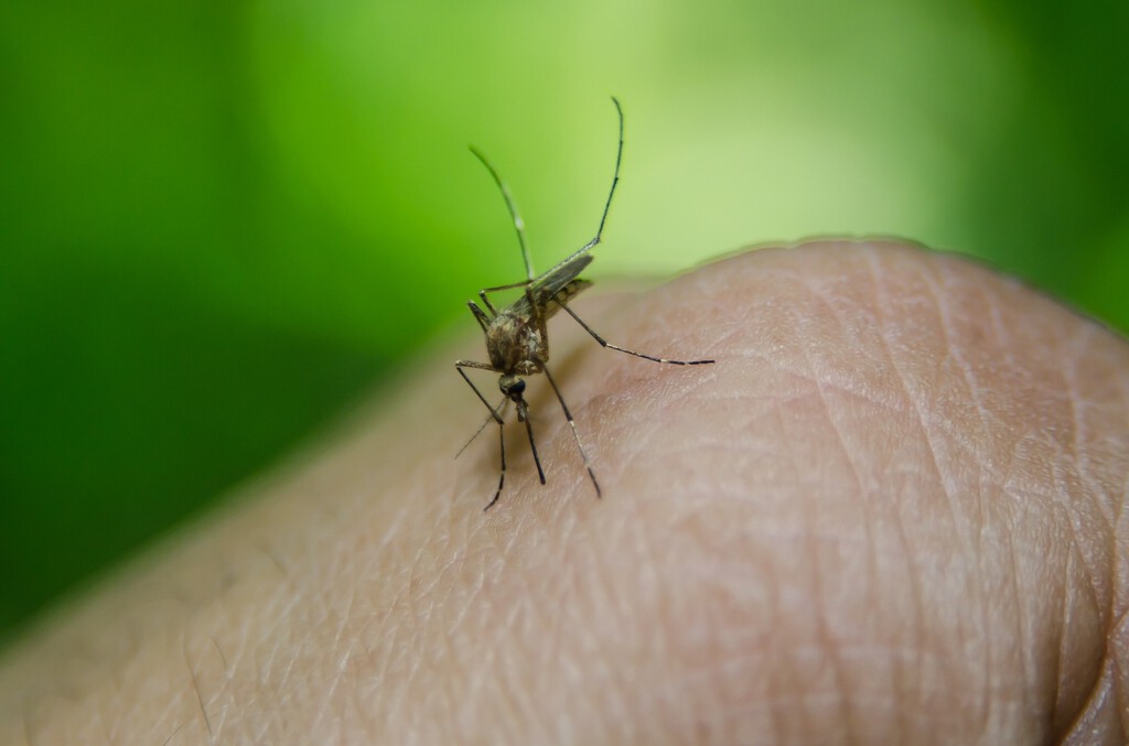 Casi nadie lo sabe, pero esta es la forma más barata para alejar mosquitos y avispas de la terraza, balcón, patio o jardín 