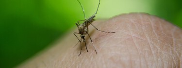 Casi nadie lo sabe, pero esta es la forma más barata para alejar mosquitos y avispas de la terraza, balcón, patio o jardín 