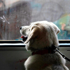 Coche pet-friendly, hasta dos perros por tren y como máximo de 40 kilos: Renfe permitirá a partir de esta fecha viajar con mascota en todos sus trenes 