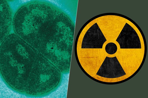 Corte Deinococcus Radiodurans