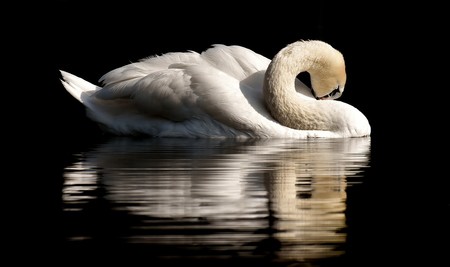 Swan 3466606 960 720