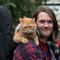 Uno de cada tres dueños de gatos se ahorra el veterinario por problemas económicos. "Es un peligro para los animales" 