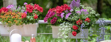 ¿Por qué se secan las flores y las hojas de los geranios?